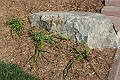 Hemerocalle_Red-Volunteer-494