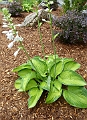 Hosta_Paradigm-2013