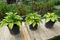 Hosta_Paradigm-424