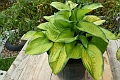 Hosta_Paradigm-425