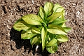 Hosta_Paradigm-477