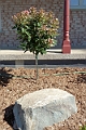 Hydrangee_Quick-Fire-469