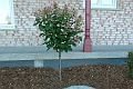 Hydrangee_Quick-Fire-499
