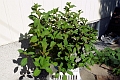 Hydrangee_Twist-n-Shout-466