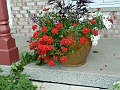 Pot_Annuelles-1