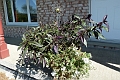 Pot_Annuelles-482