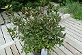 Rhododendron_Elite-431