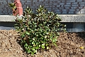Rhododendron_Elite-470