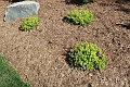 Spiree_Golden-Carpet-468