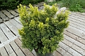 Taxus_Bright-Gold-435