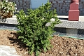 Taxus_Densiformis-476